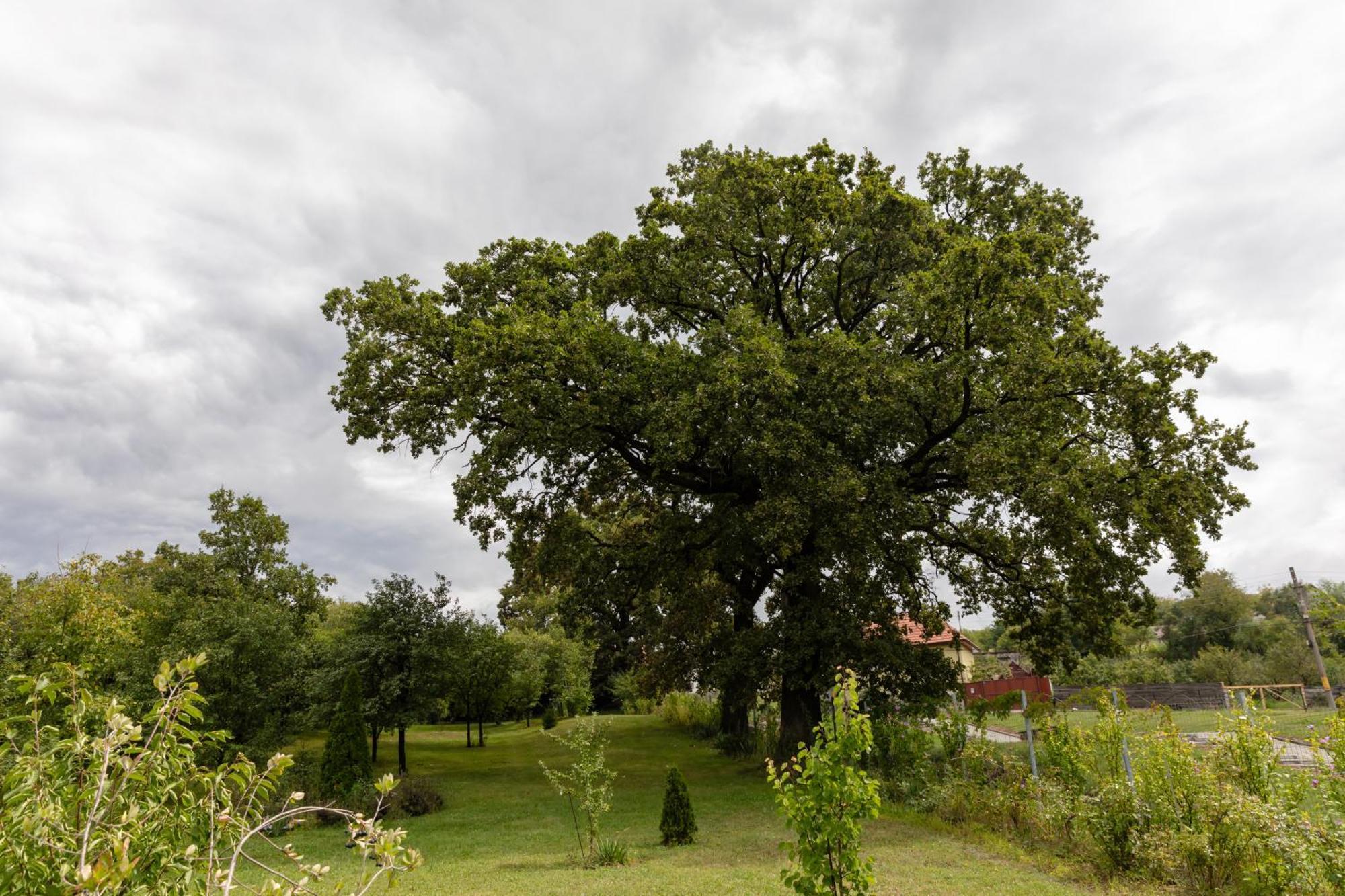 Pensiunea Trei Stejari Slimnic Bagian luar foto